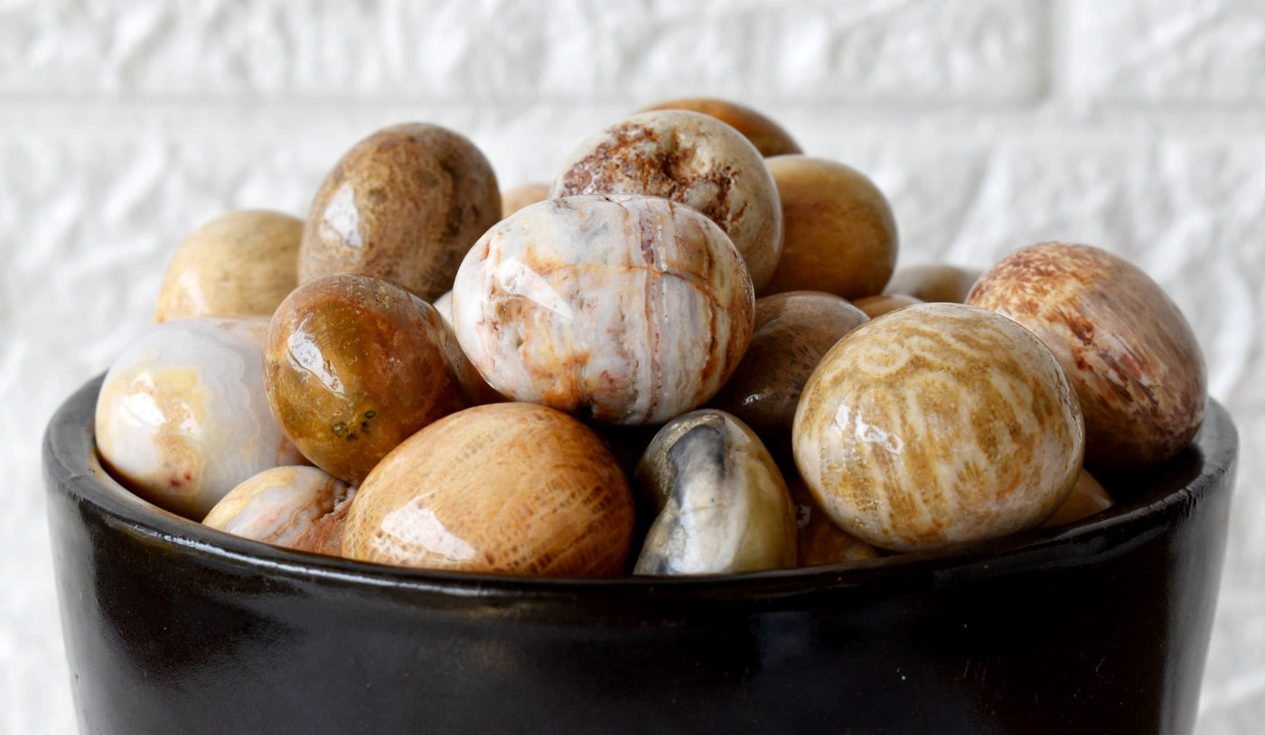 Fossil Coral Tumbled crystals (Grounding and longevity)