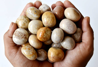 Fossil Coral Tumbled crystals (Grounding and longevity)